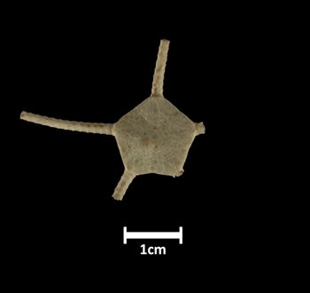 Media type: image;   Invertebrate Zoology OPH-675 Description: Top of brittle star with a view of the disc.;  Aspect: dorsal